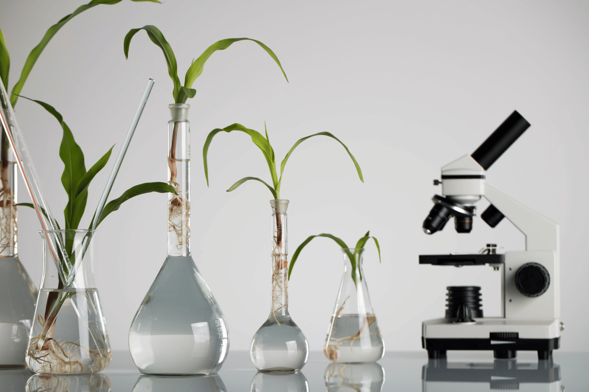 ADIMAS | études des plantes au microscope pour plastique biosourcé