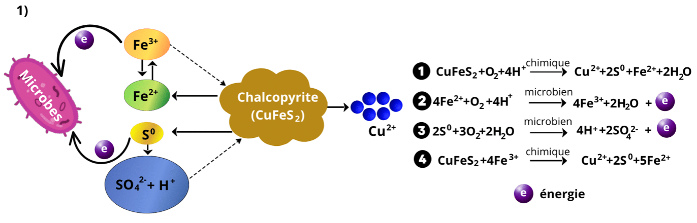 ADIMAS | Processus chimique lors de la biolixiviation de la chalcopyrite