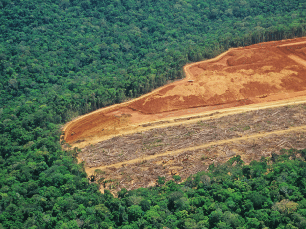 ADIMAS | Déforestation pour subvenir à la demande des cartes à puce en bois